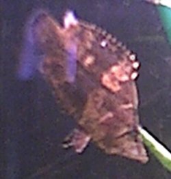 leaf_fish.jpg