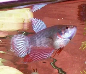male1.webp