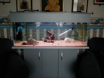 fish.webp