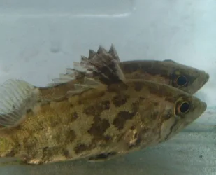 leaffishpair.webp