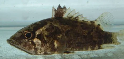 leaffishdark.webp