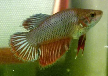 Anewfishies2.webp