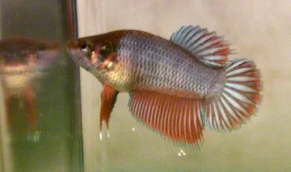 ANewfishes1.webp