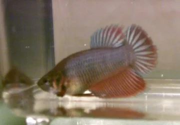 Anewfishies3.webp