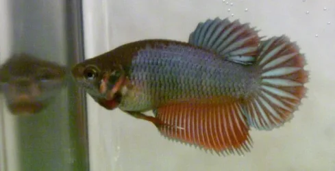 Anewfishies4.webp