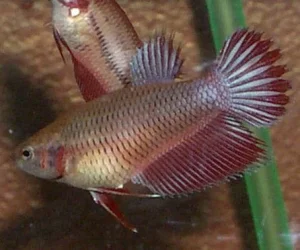 female.webp