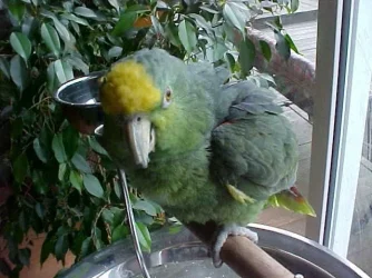 fluffy_puckles.webp