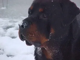 benny_in_da_sno2.webp