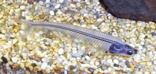 Kryptopterus_Minor.webp Kryptopterus_Minor.webp