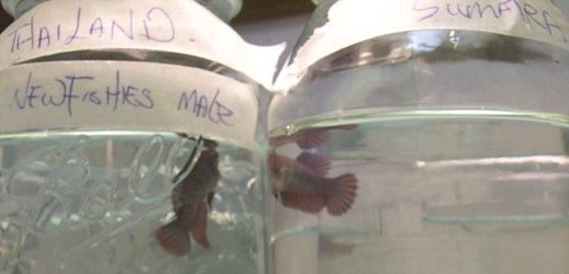 Newfishies_pair1.JPG