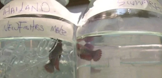 Newfishies_pair1.webp