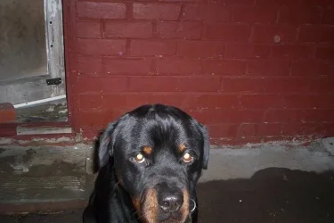 000_0435.webp