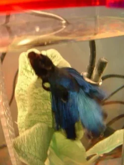 betta_sm.webp