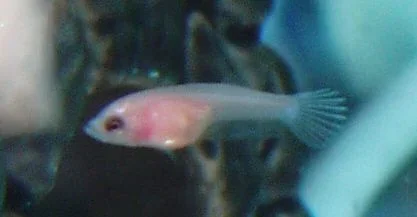 Blue_shimmery_fry.webp