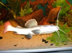 22_redtail1.JPG