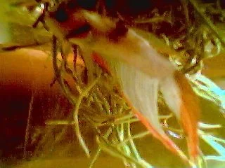 betta3.webp