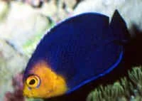 argi_angel.webp