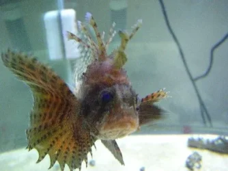 fish_tank_112.webp