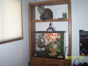 kitty.webp