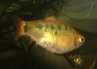 Gold_Barb.JPG