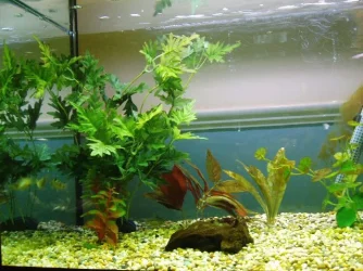 growout_tank.webp