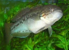 AAAAAAAA_047__2_.webp
