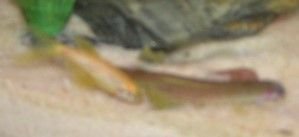 yellow_danio.jpg
