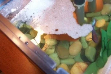 bubblenest.webp