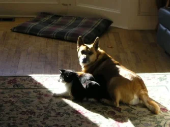 Cat_and_dog.webp