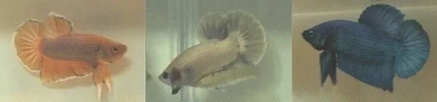hmplakats.webp
