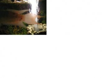 ZZZZ_Fishy_ill.jpg