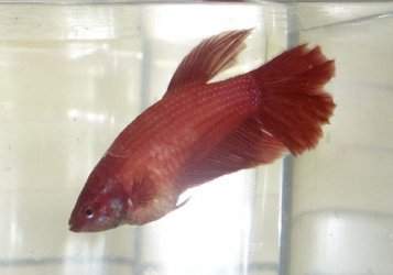 femalered.JPG