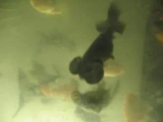 blackbubblecellestial.webp