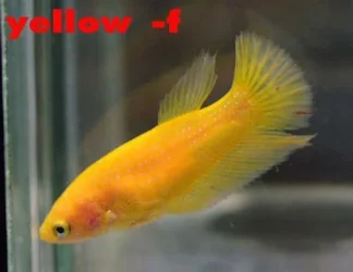 yellowfemale.webp
