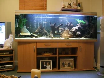 Pic_1.webp