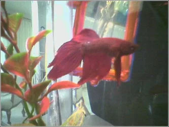 mrbetta.webp