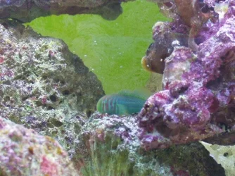 new_fish_003.webp