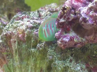 new_fish_006.webp