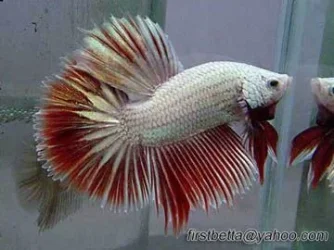 fancy_red_gold_HM2.webp