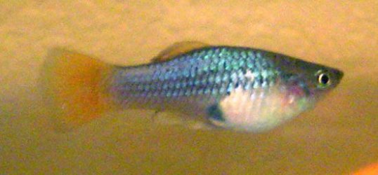 blue_platy.jpg