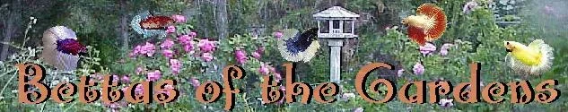 banner005.webp