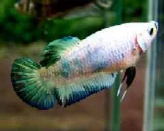 Green_Monster_Plakat_Female_small.webp