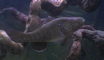 sleaper_goby.webp