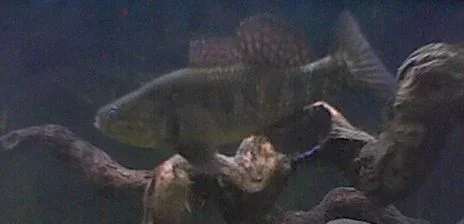 sleaper_goby_2.webp