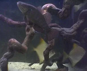 sleaper_goby_3.webp