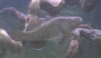 cfc_fish.webp
