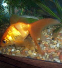 goldfish.jpg