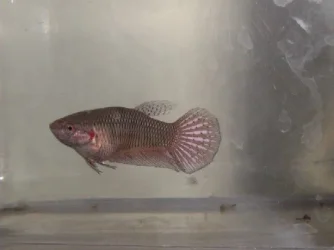 Blk_Copper_ST_Female6.webp
