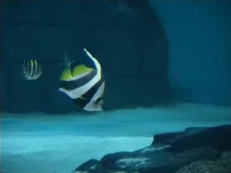 Wimple_Fish__Heniochus_acuminatus_.webp