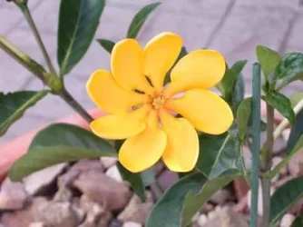 gardenia3.webp